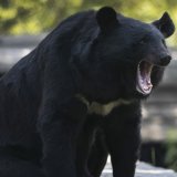 Les rencontres entre humains et ours ont atteint un niveau record au Japon, avec 219 personnes attaquées et six morts sur les douze mois précédant avril 2024 (image d'illustration). KEYSTONE/AP/MUKHTAR KHAN